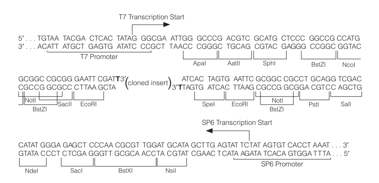 pGEM-T Easy载体图谱1